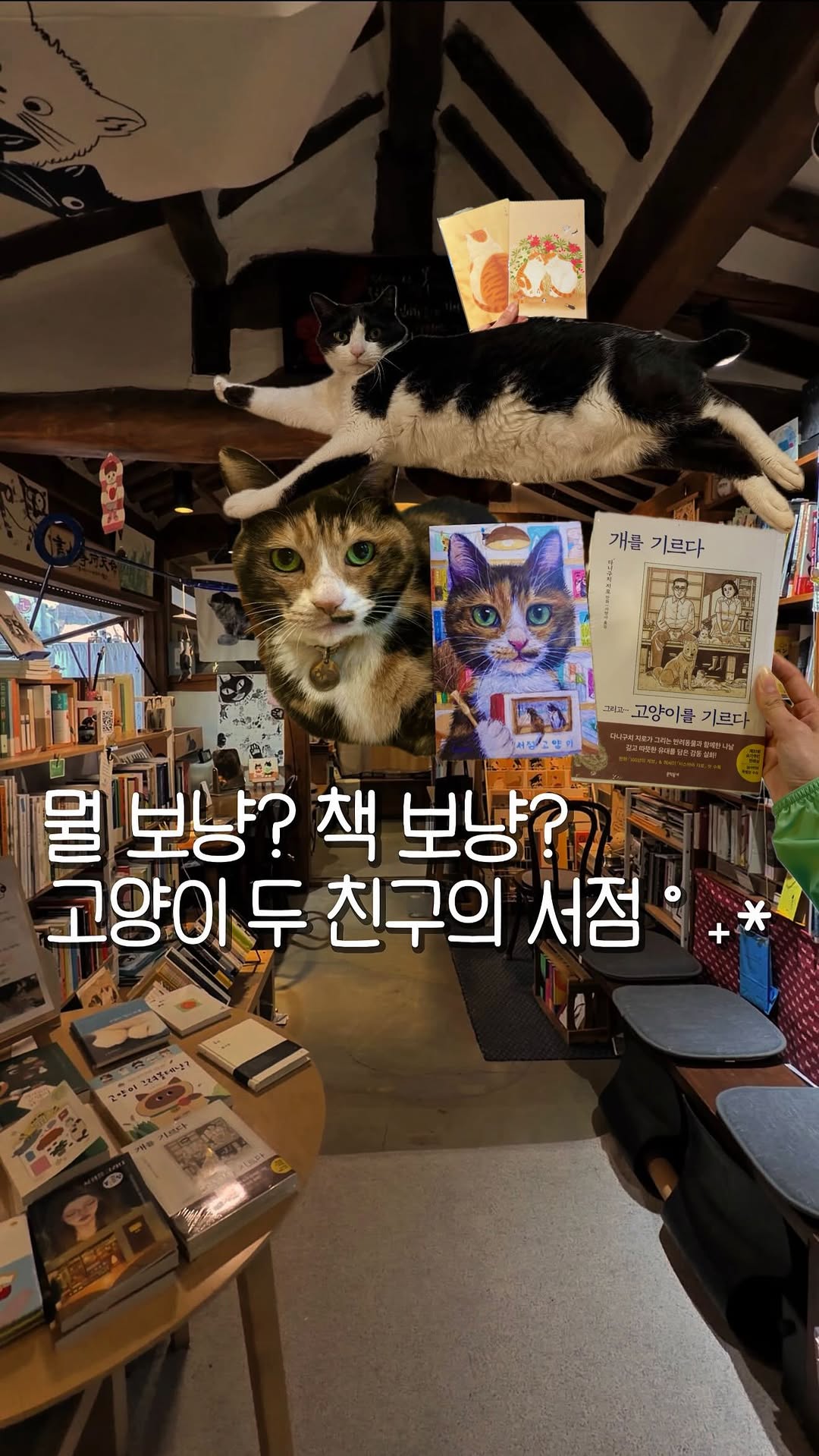 Bookstore with Cats in Seoul
