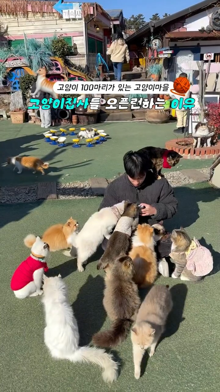 Cat Cafe With Over 100 Rescued Felines