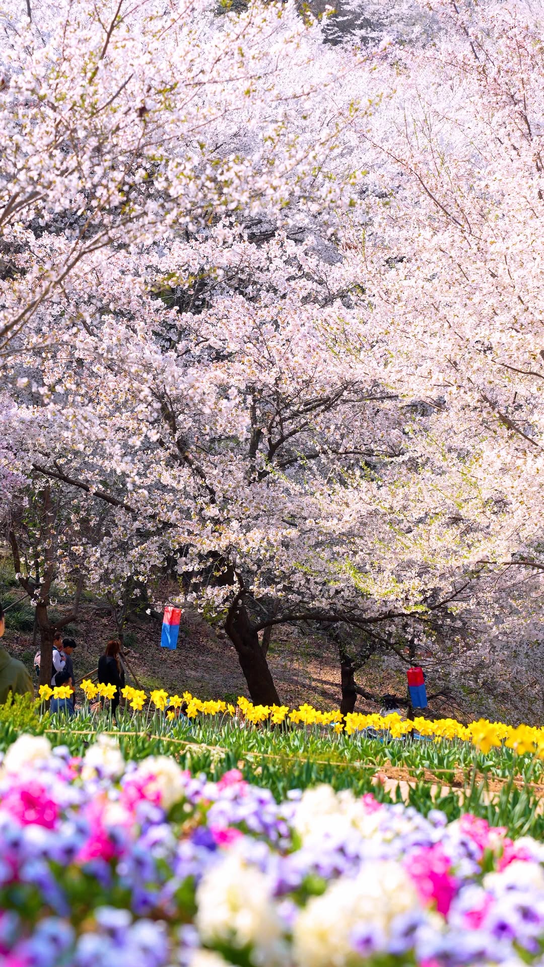 Seoul Spring Flowers: Cherry Blossoms, Tulips, Daffodils
