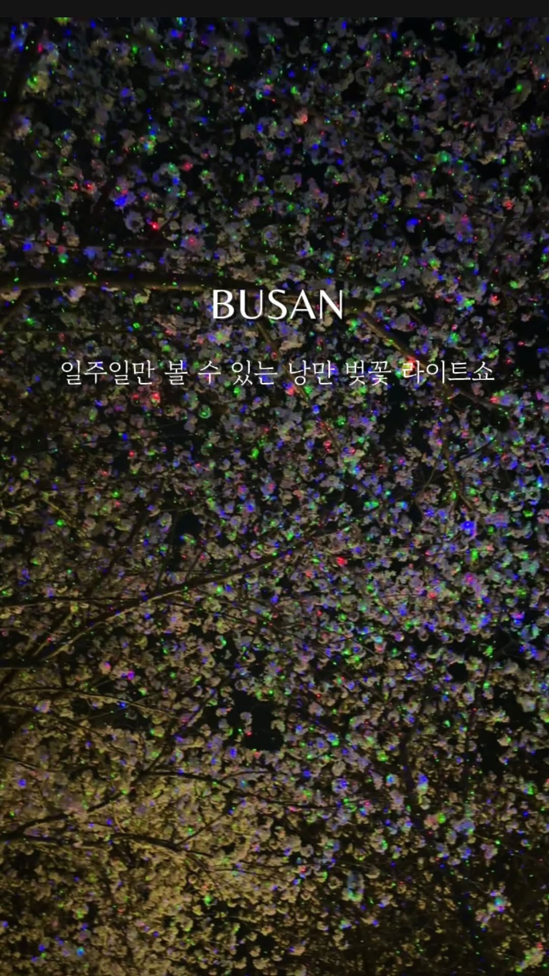Magical Cherry Blossom Night Views Along Nakdong River