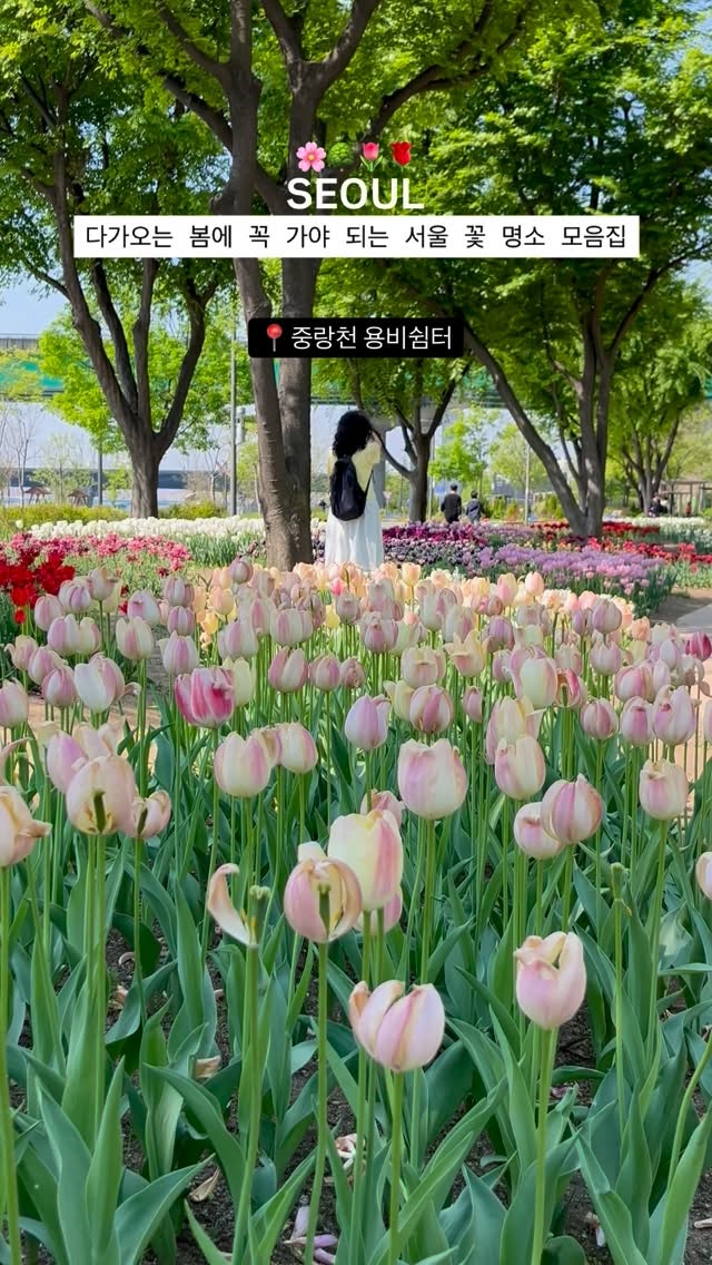 Spring Flower Spots in Seoul