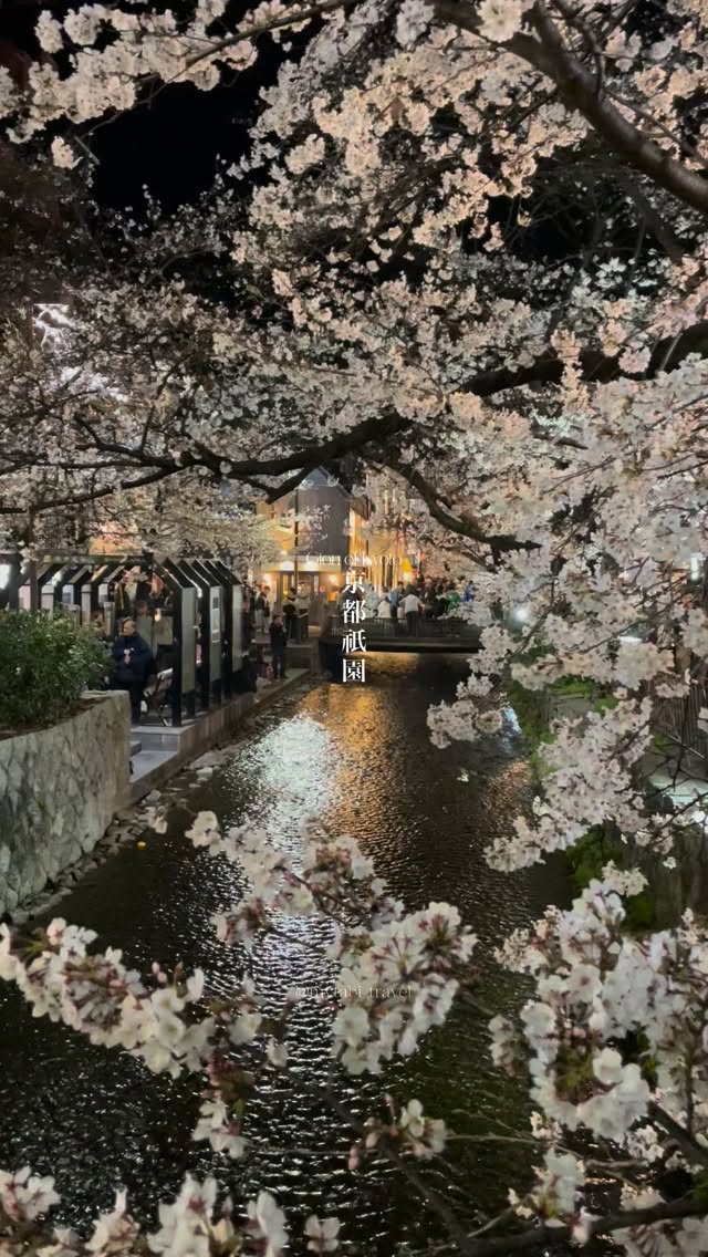 Kyoto Gion Cherry Blossoms Illuminate Shirakawa Canal