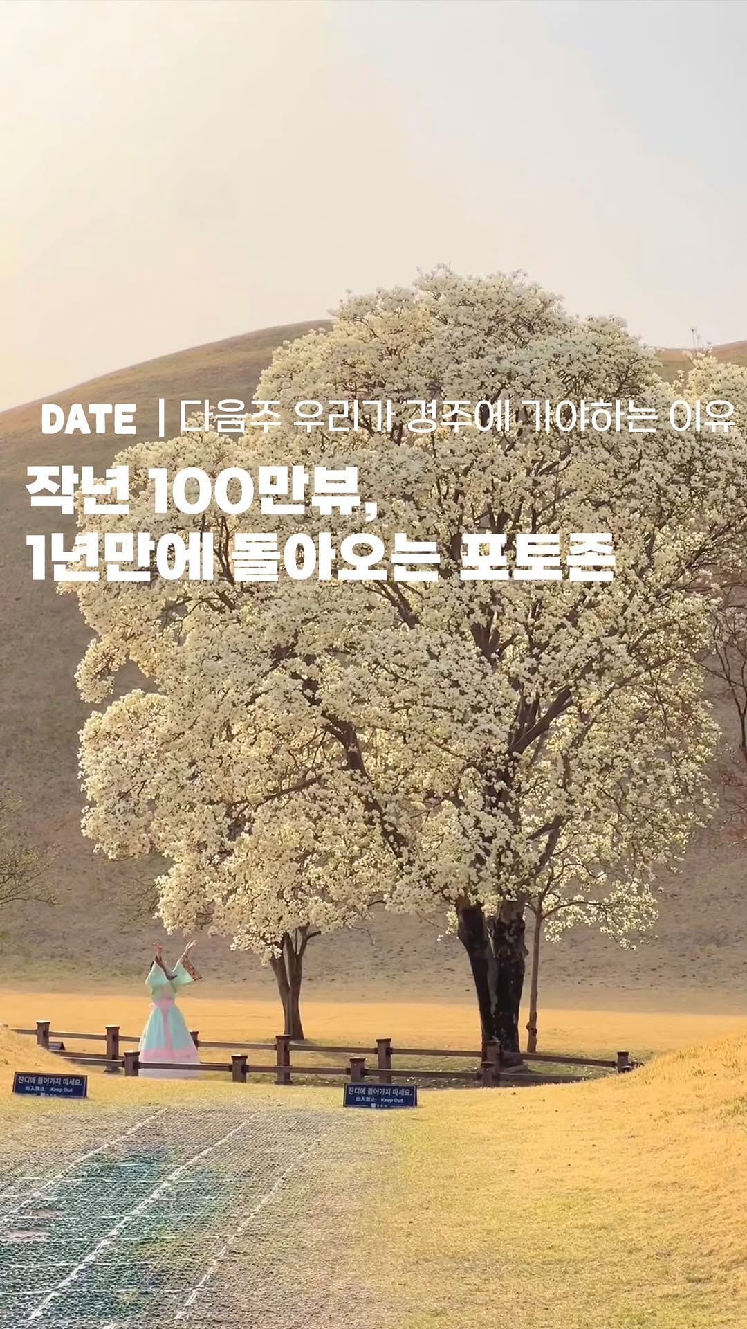 Daereungwon Tomb Complex: A Magnolia Photo Spot