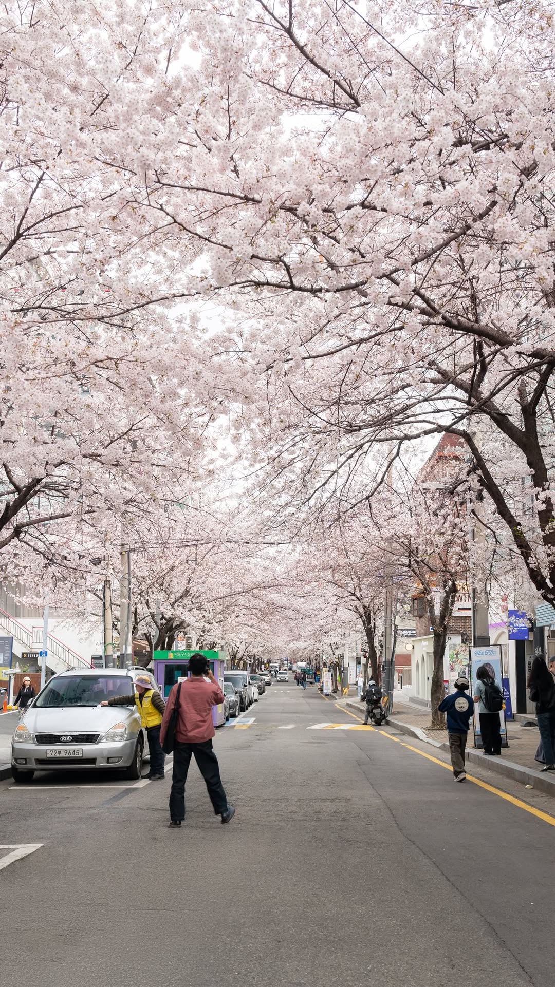 Seoul's Cherry Blossom Hotspots in Hapjeong