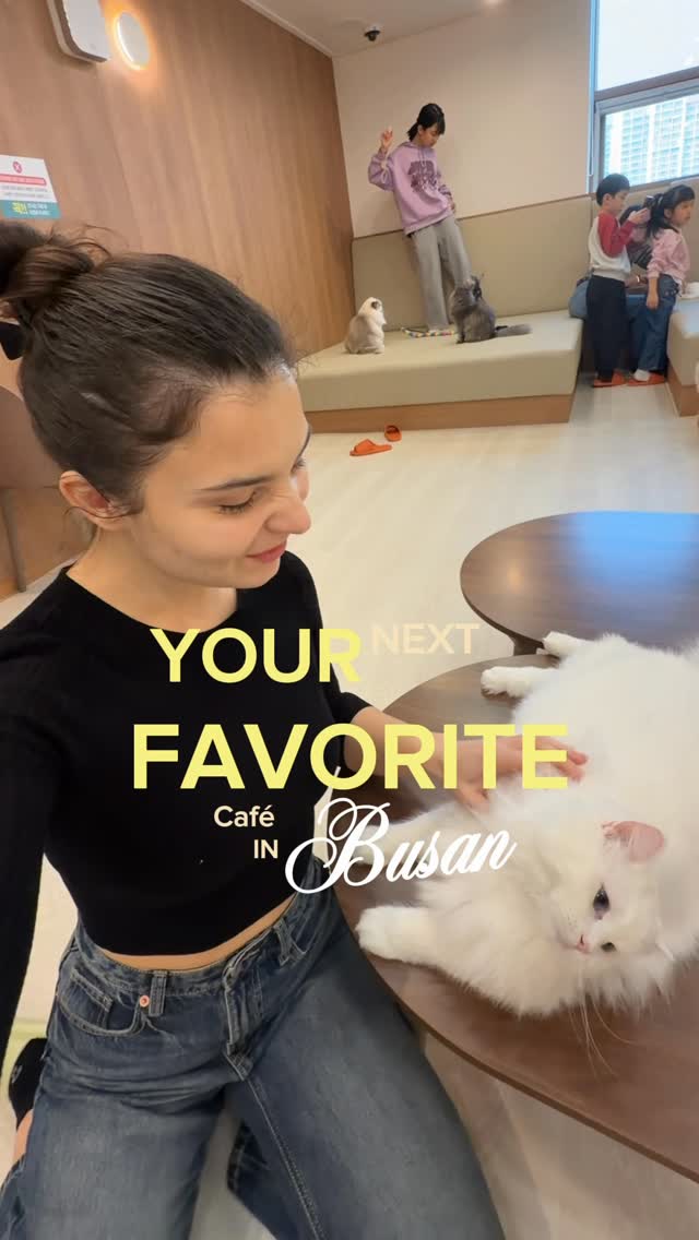Cat Cafe and Jwa-dong