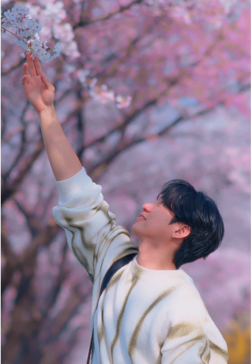 Seongnaecheon Stream Cherry Blossoms Near Jamsil