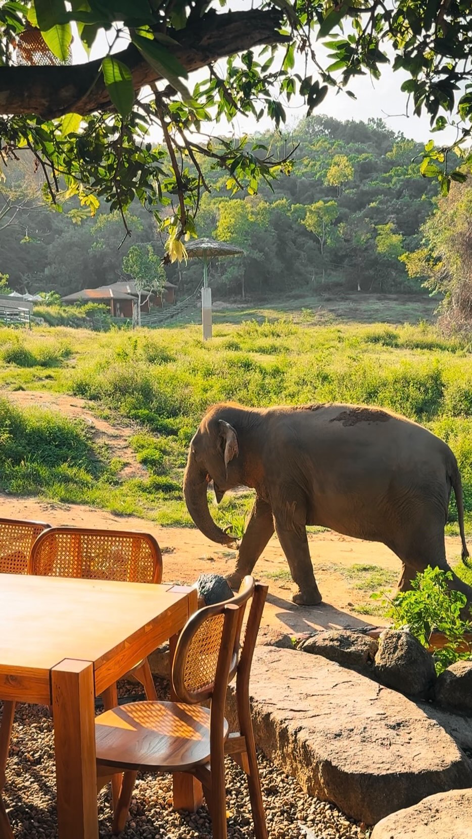 Koh Samui Elephant Sanctuary Offers Ethical Encounters