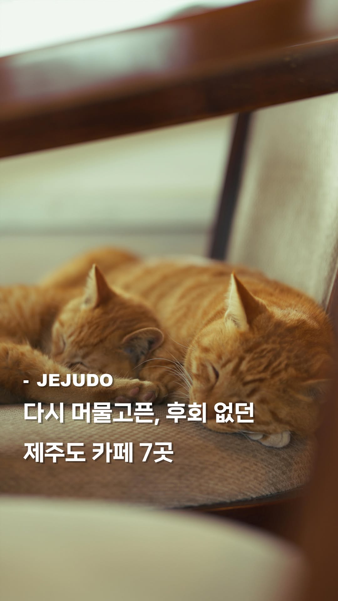 7 Cafes in Cheju