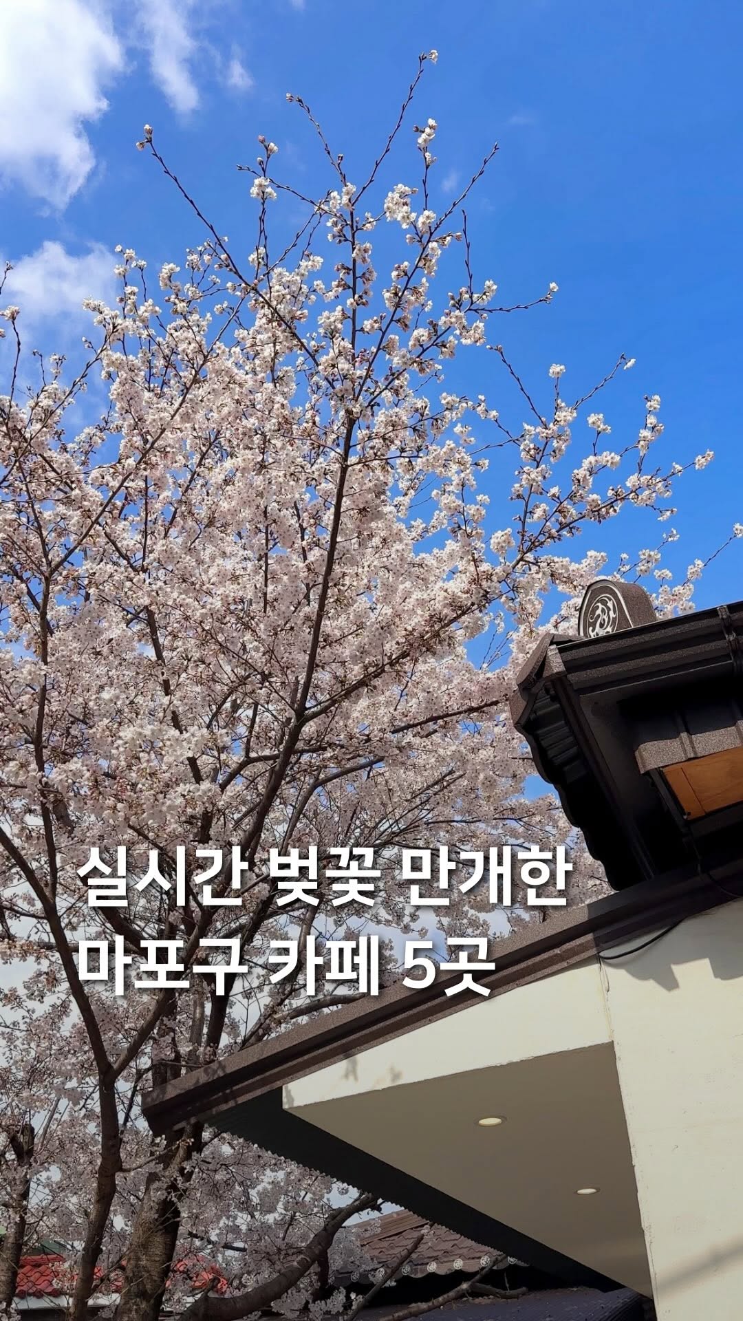 Mapo-gu Cafes With Cherry Blossom Views