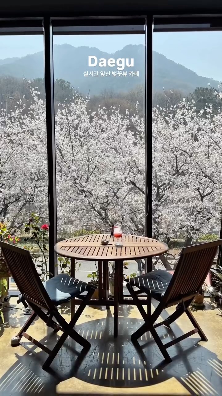 Daegu Cherry Blossom Spots With Great Views