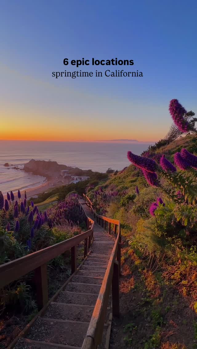 California Wildflower Viewing Spots