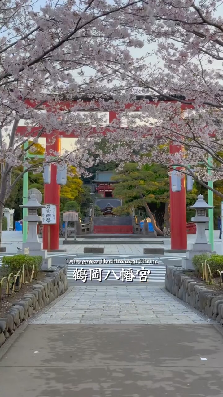 Spring Cherry Blossoms Along Kamakura's Historic Path