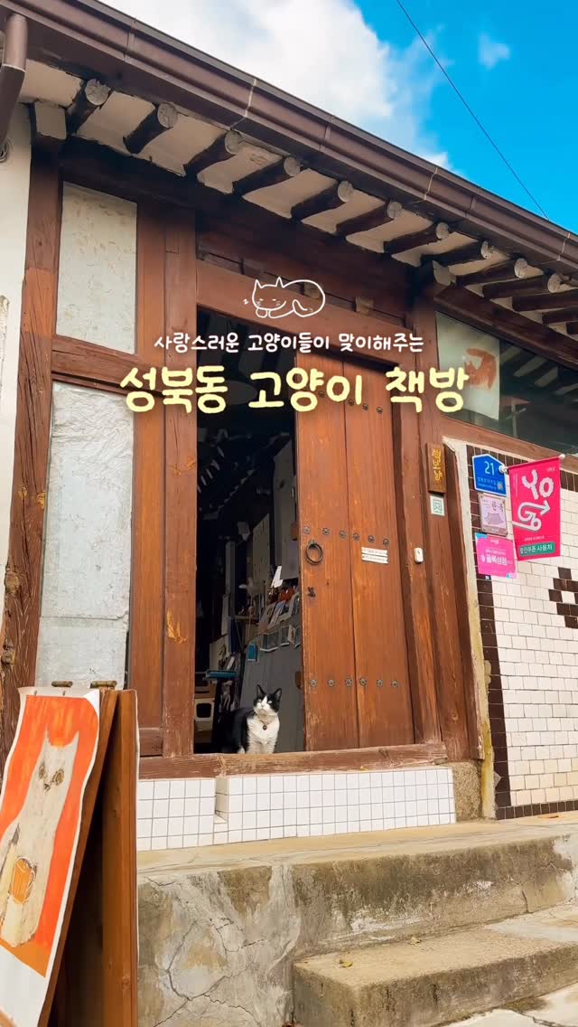 A Cat Cafe Bookstore In Seoul's Hanok Village