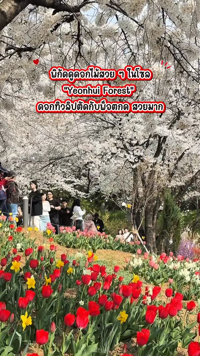 Yeonhui Forest and Waterfall Cafe Offer Spring Blooms