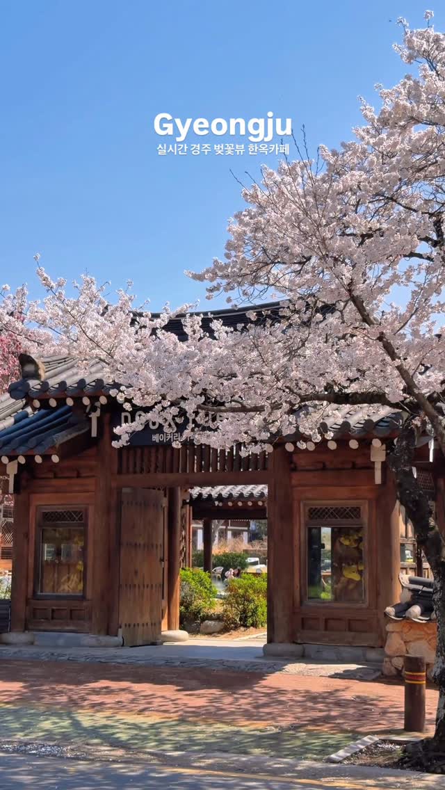 Gyeongju Cafes Offer Cherry Blossom Views Near O-reung