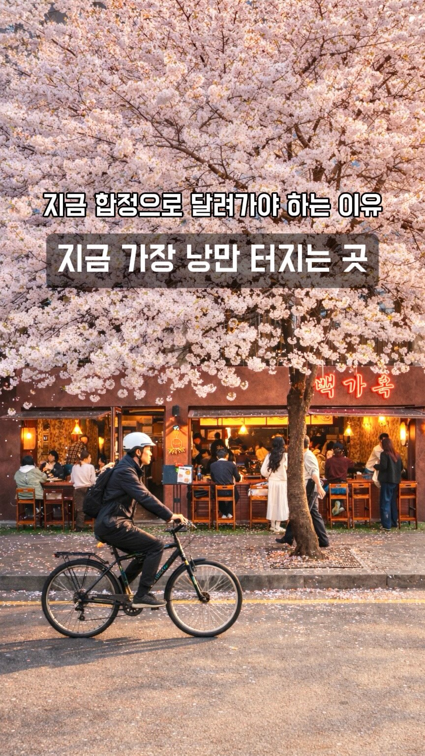 Spring Makgeolli Dates Under Cherry Blossoms