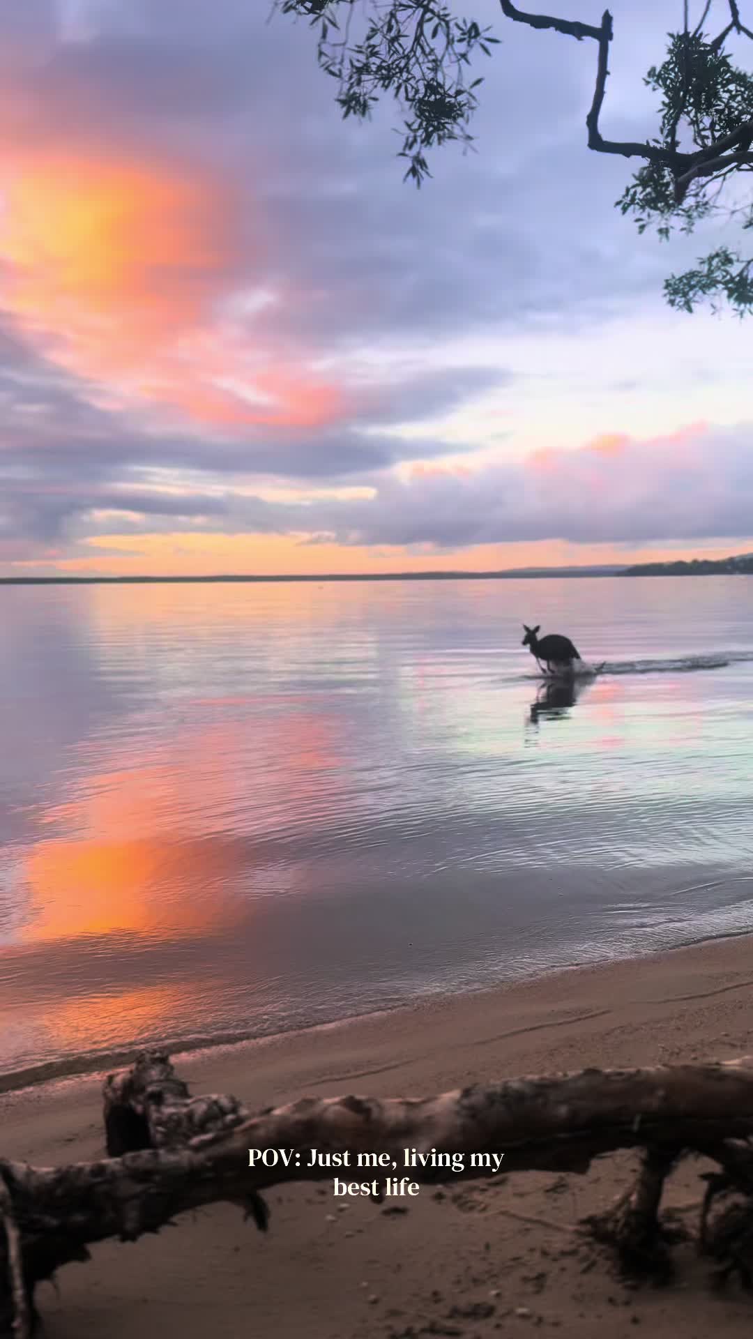Noosa Shire's Everglades and Kangaroo Wildlife