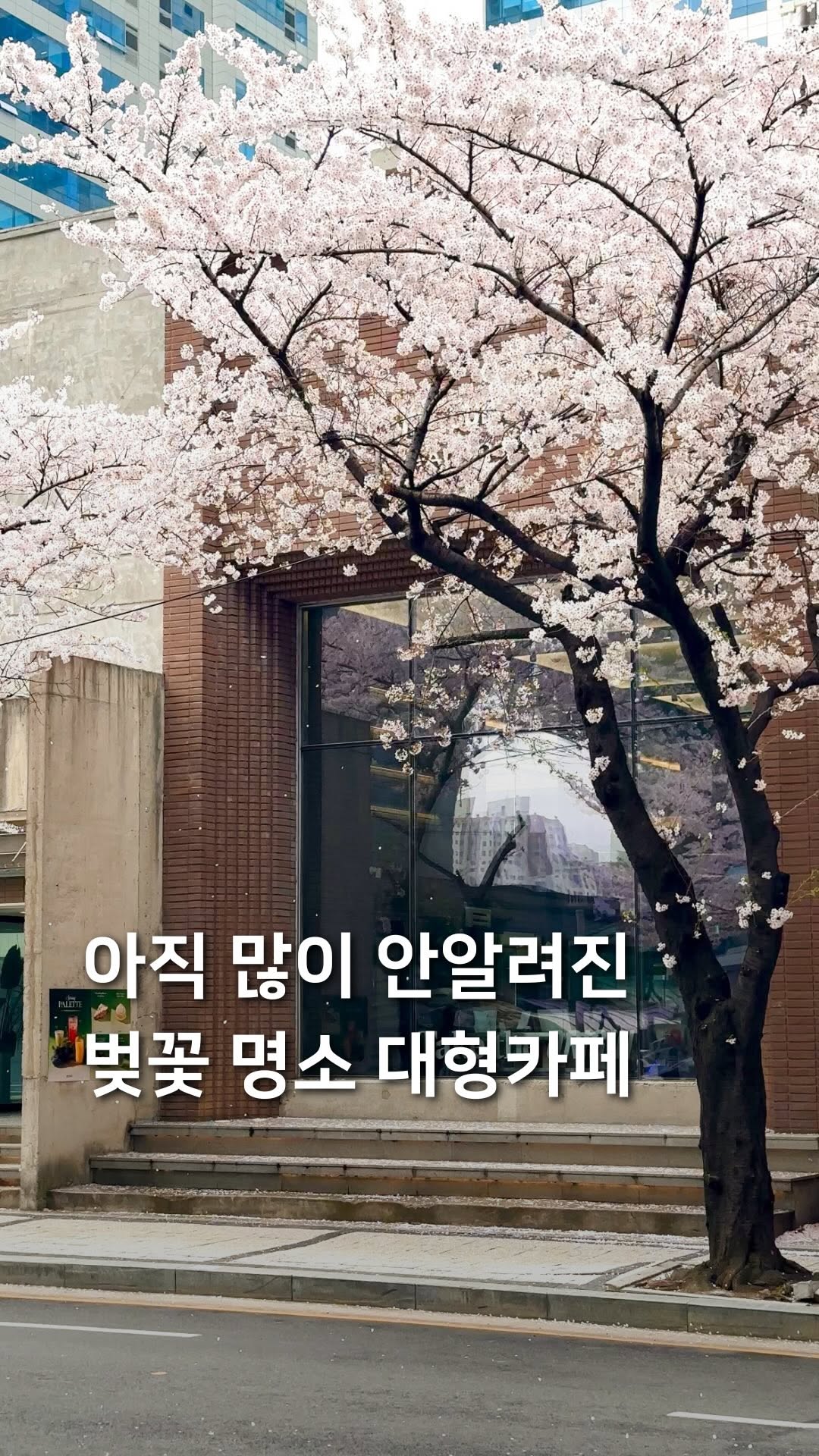 Large Cafe with Cherry Blossoms Near Anyangcheon