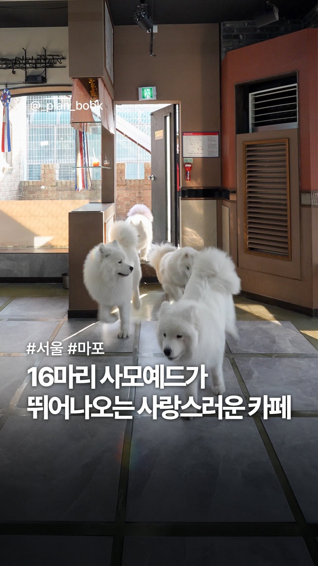 Samoyed Cafe Offers Delightful Dog Encounters