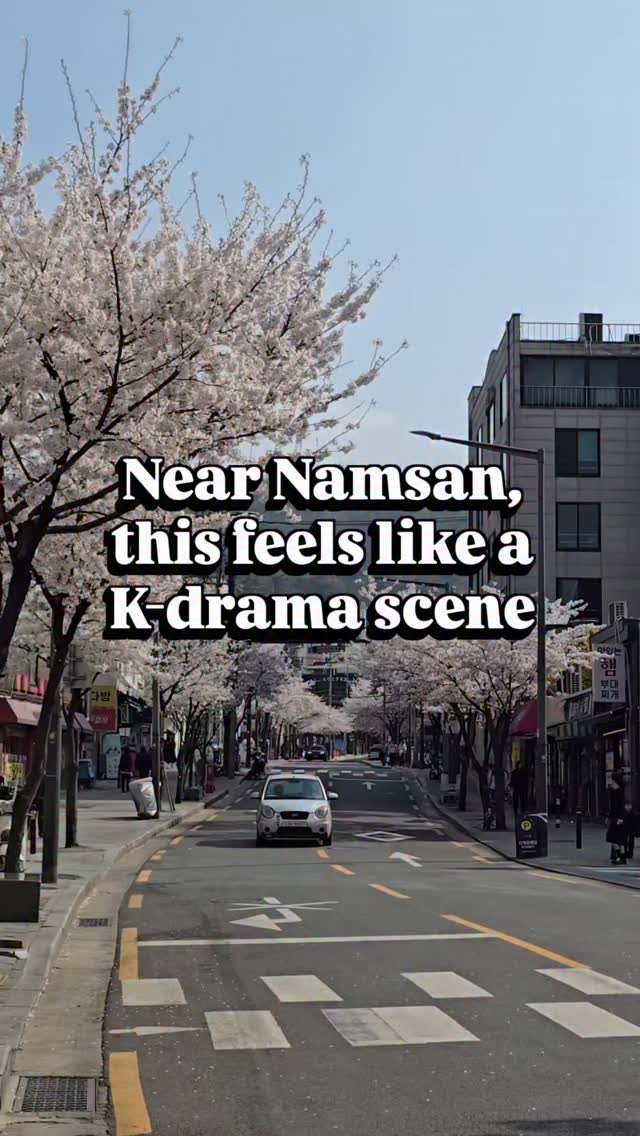 Cherry Blossoms Bloom in Seoul's Namsan Area