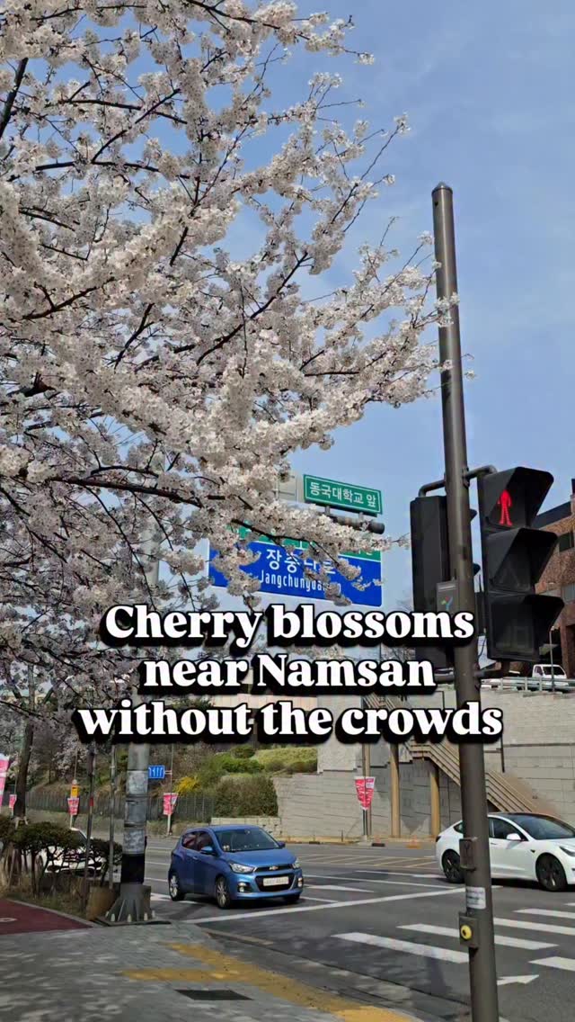 Seoul Cherry Blossom Spots Near Namsan