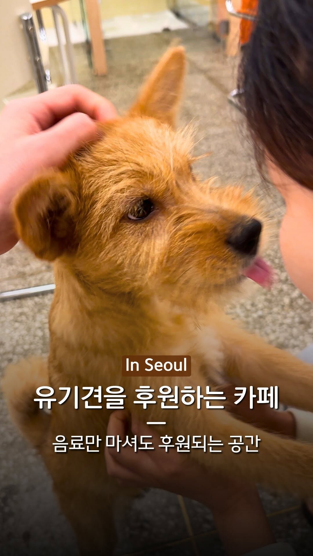 Dog Cafes Offer Donations and Companionship