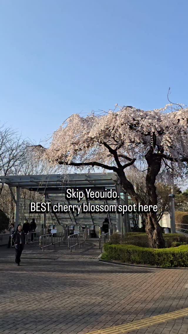 Seoul Parks Bloom With Cherry Blossoms