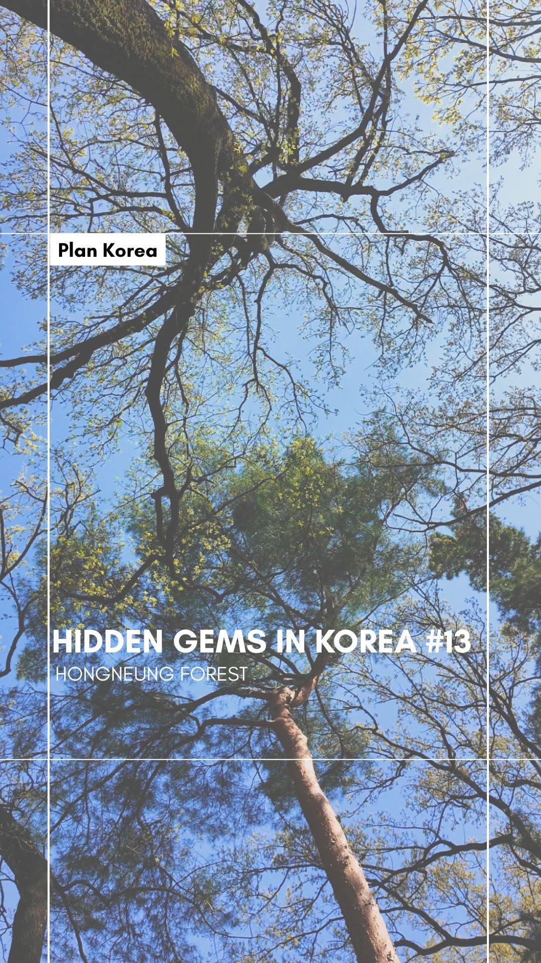 Hongneung Forest Offers Tranquil Escape In Seoul
