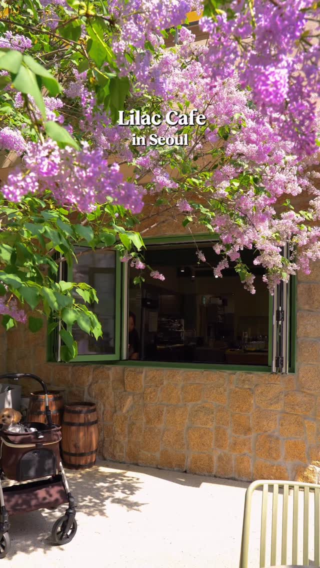Hongdae Cafe With A Romantic Purple Lilac Yard