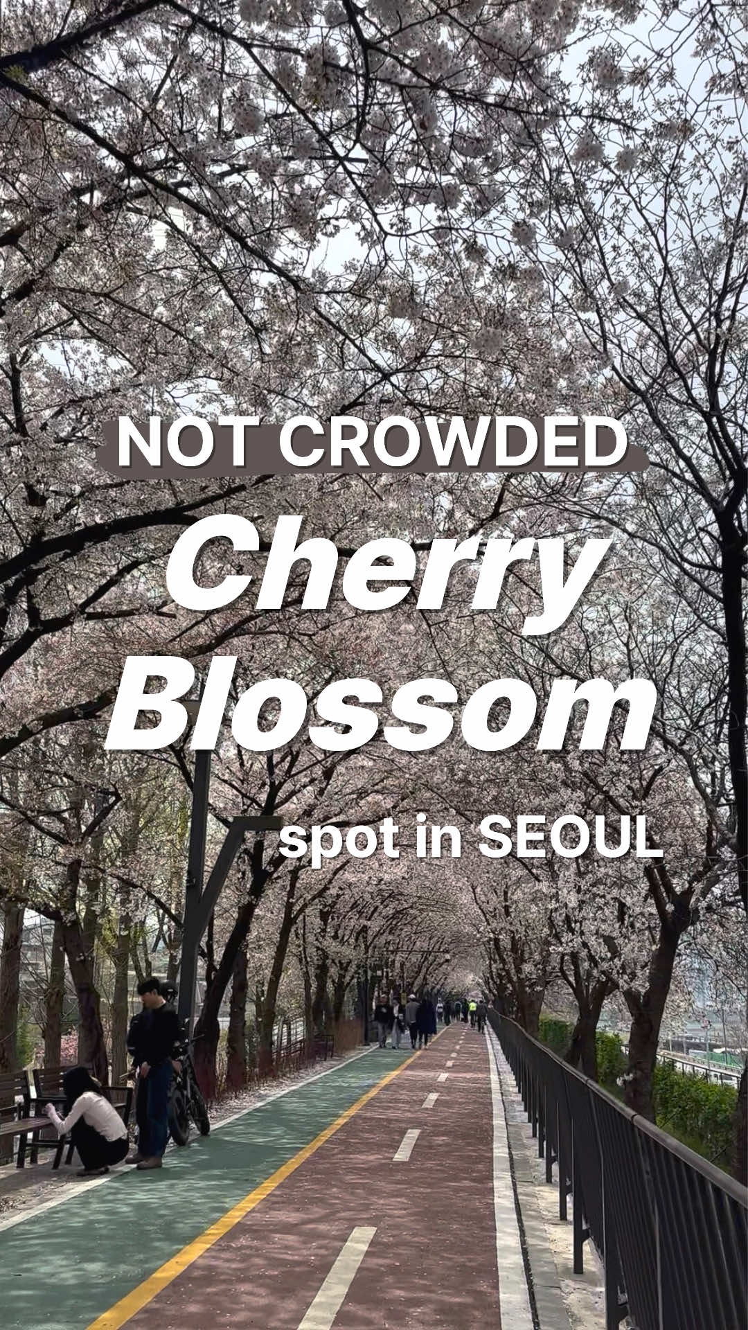 Songjeong-gil: Seoul's Uncrowded Cherry Blossom Haven