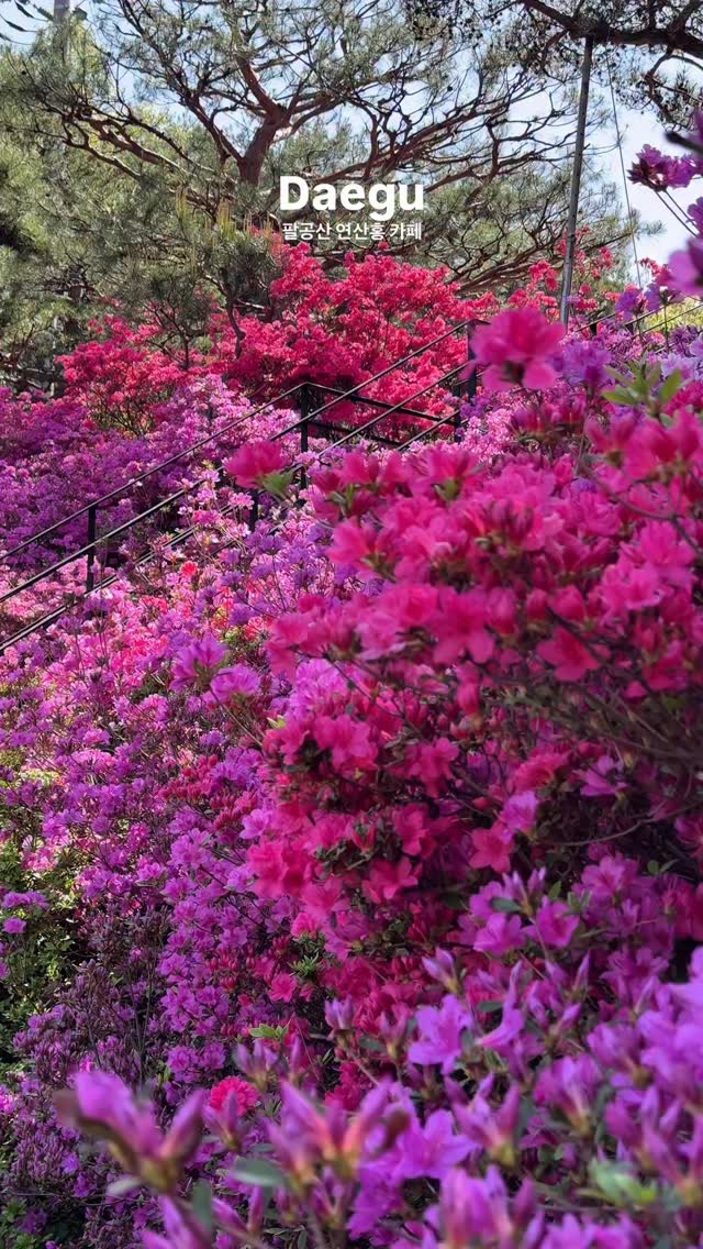 Palgongsan Cafes Offer Azalea Views Without Hiking