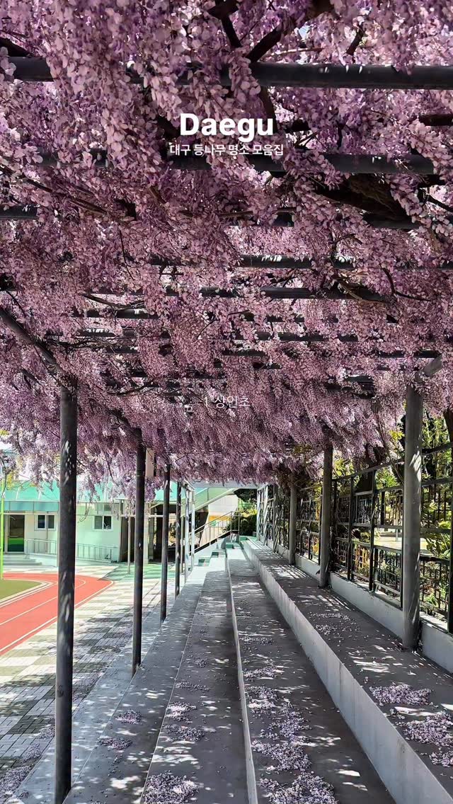 Daegu's Wisteria Flower Spots