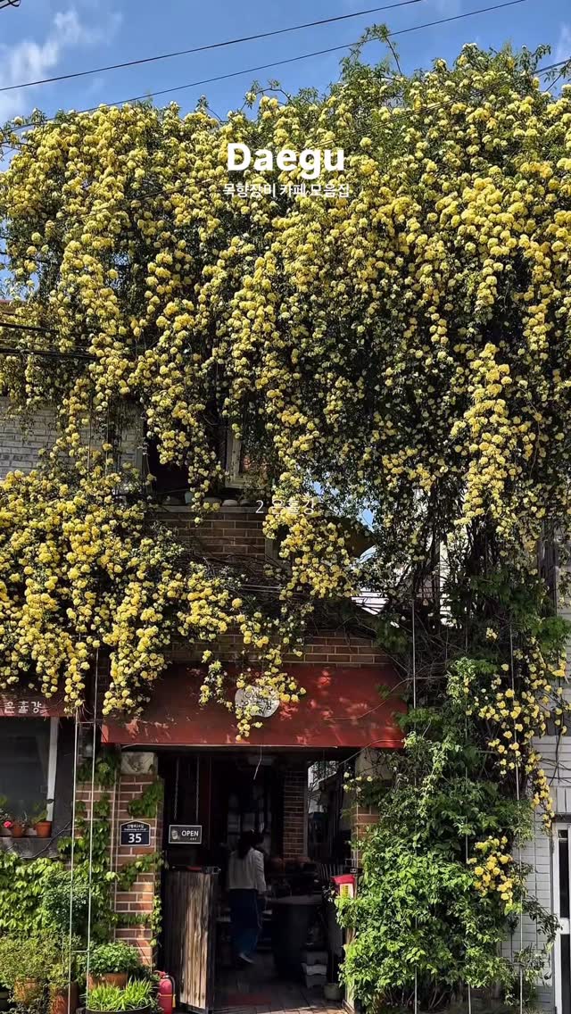 Three Daegu Cafes With Fragrant Roses