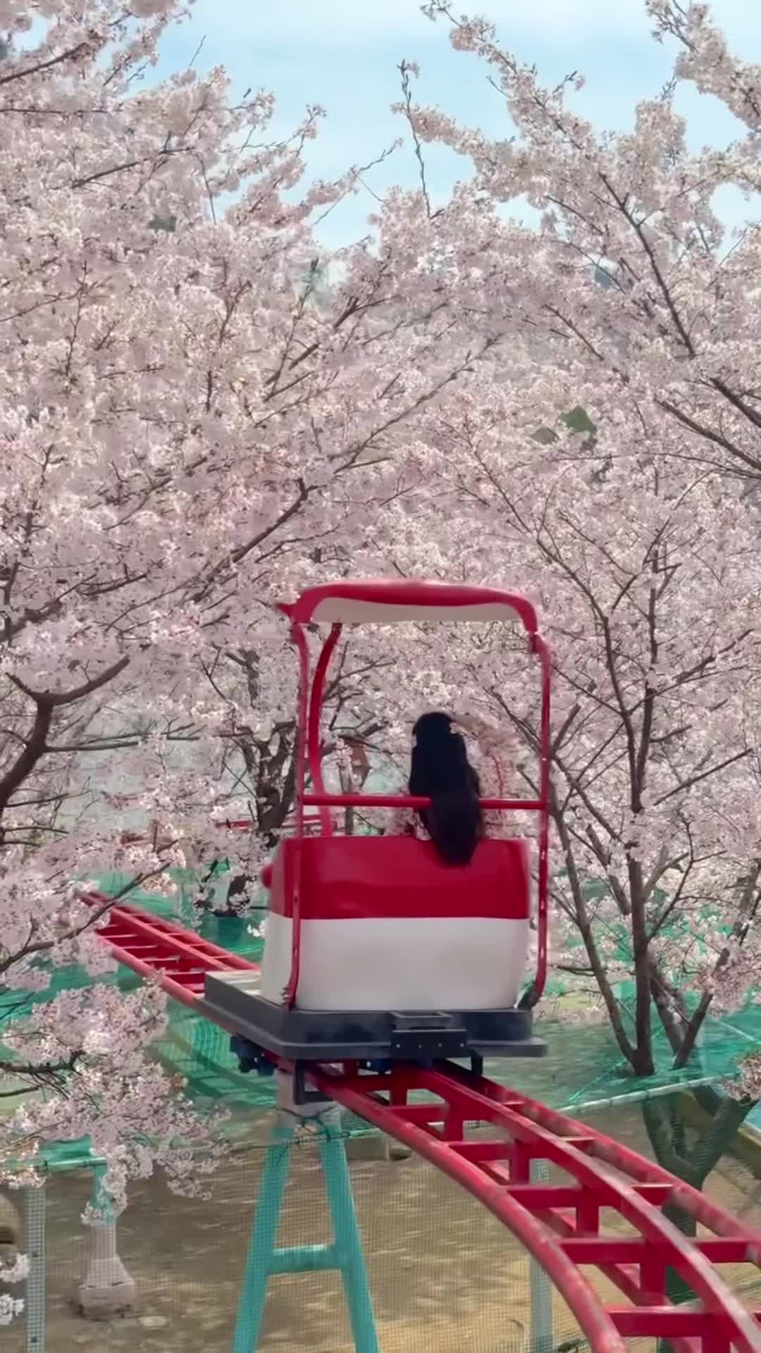 Korean Cherry Blossom Train Rides