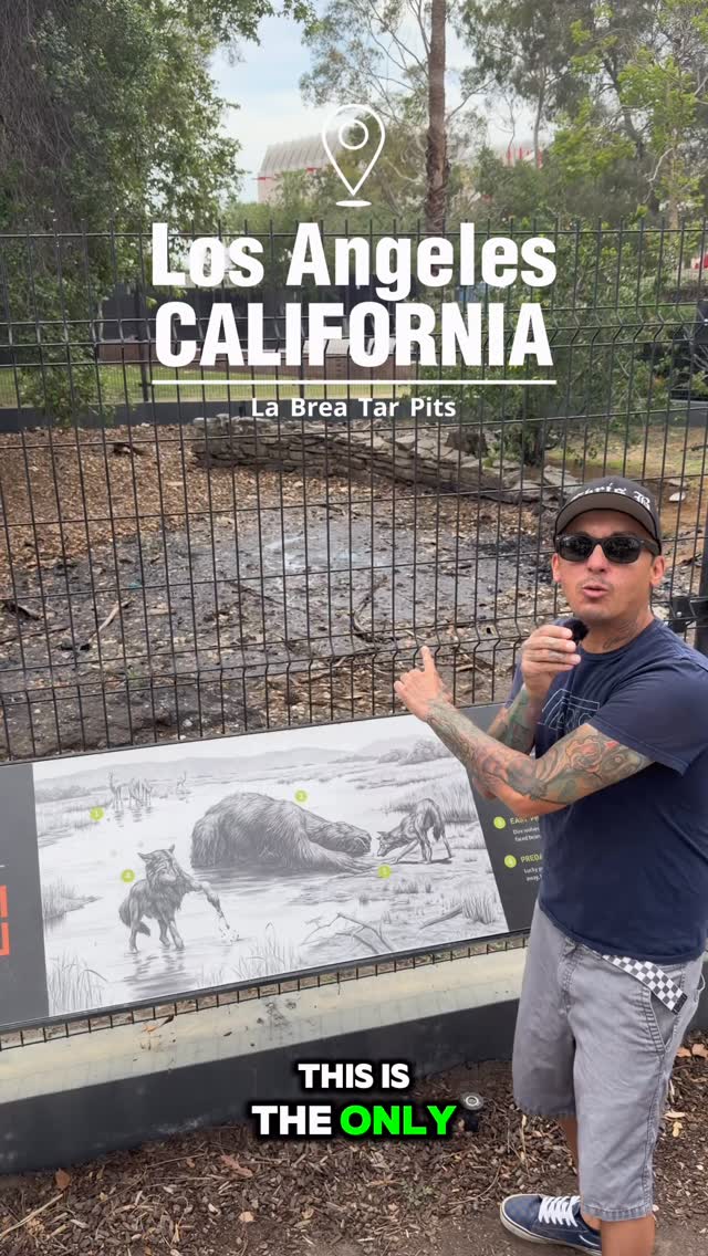 Fossil Discovery At Active La Brea Tar Pits