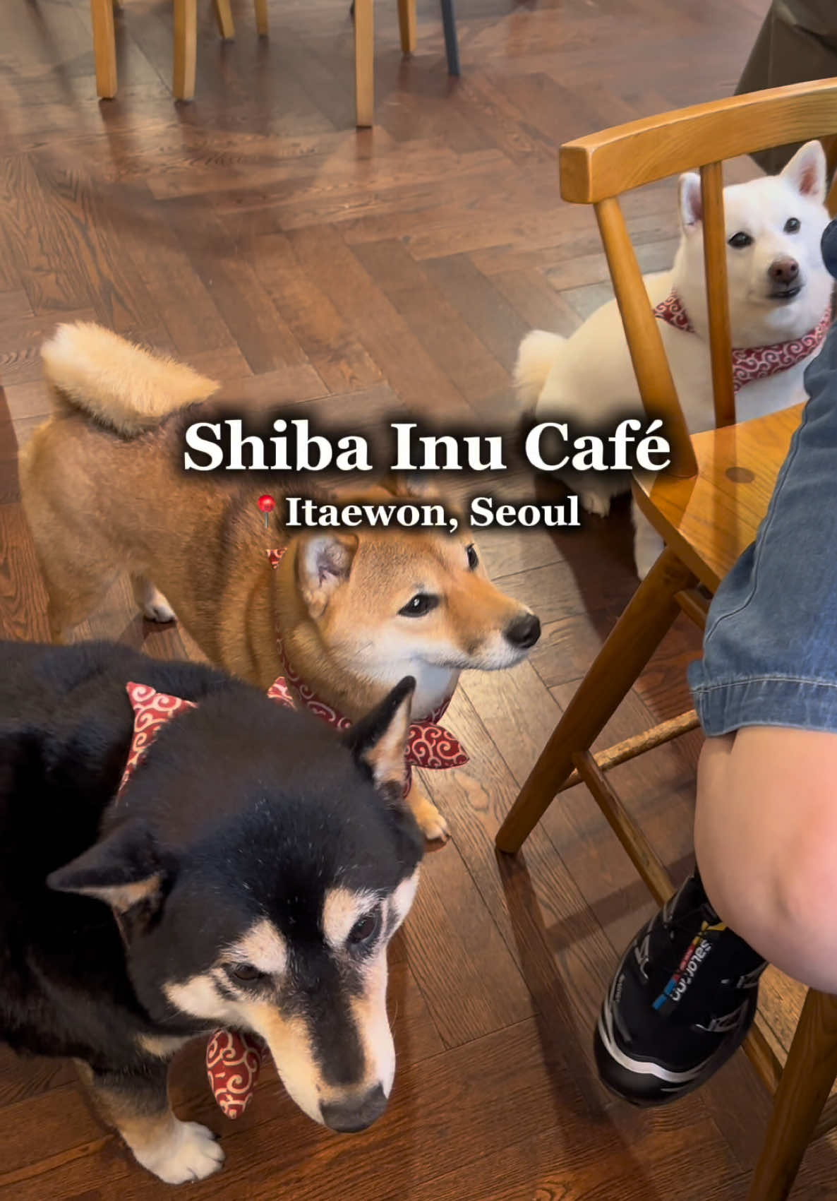 Seoul Shiba Inu Cafe Features Adorable Dogs