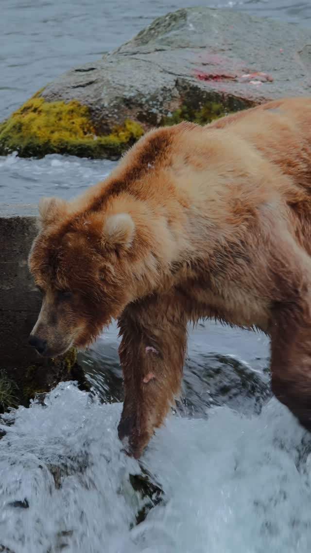 Alaska's Brown Bears Gather for Salmon Feast