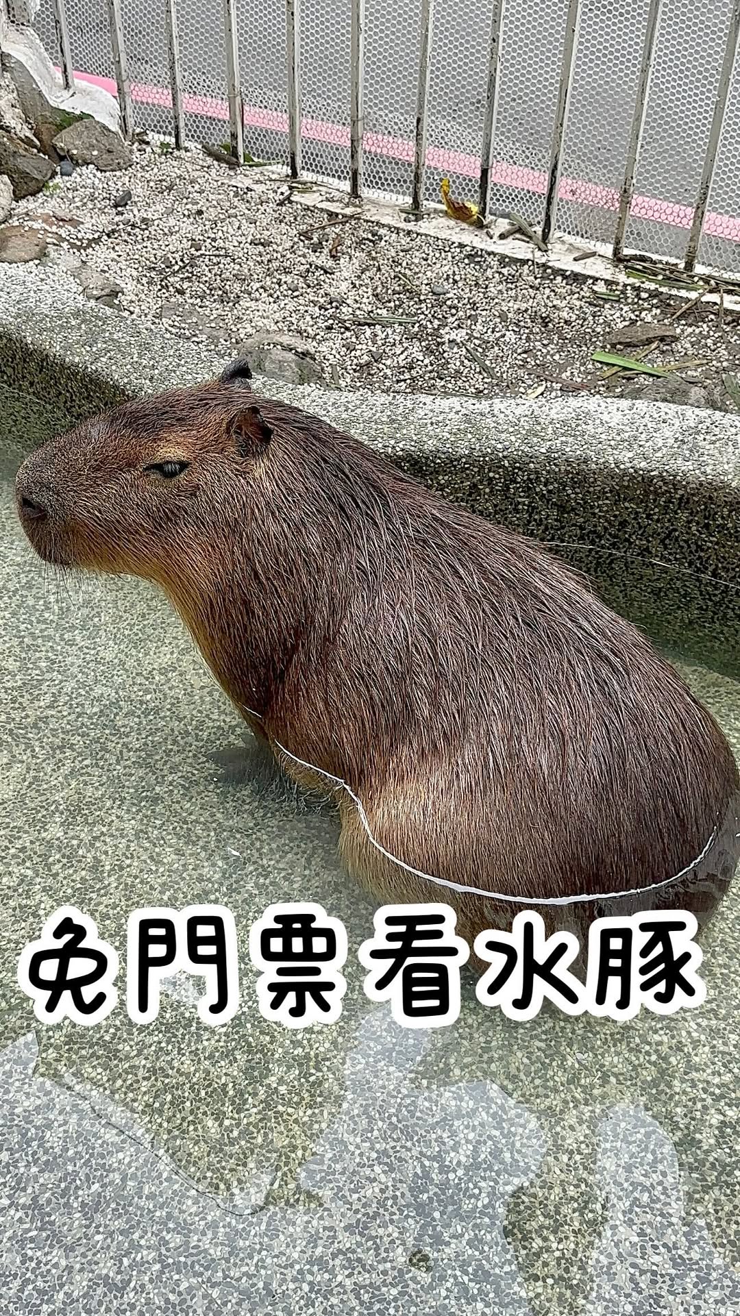 Capybara Knight Offers Close Encounters With Capybaras