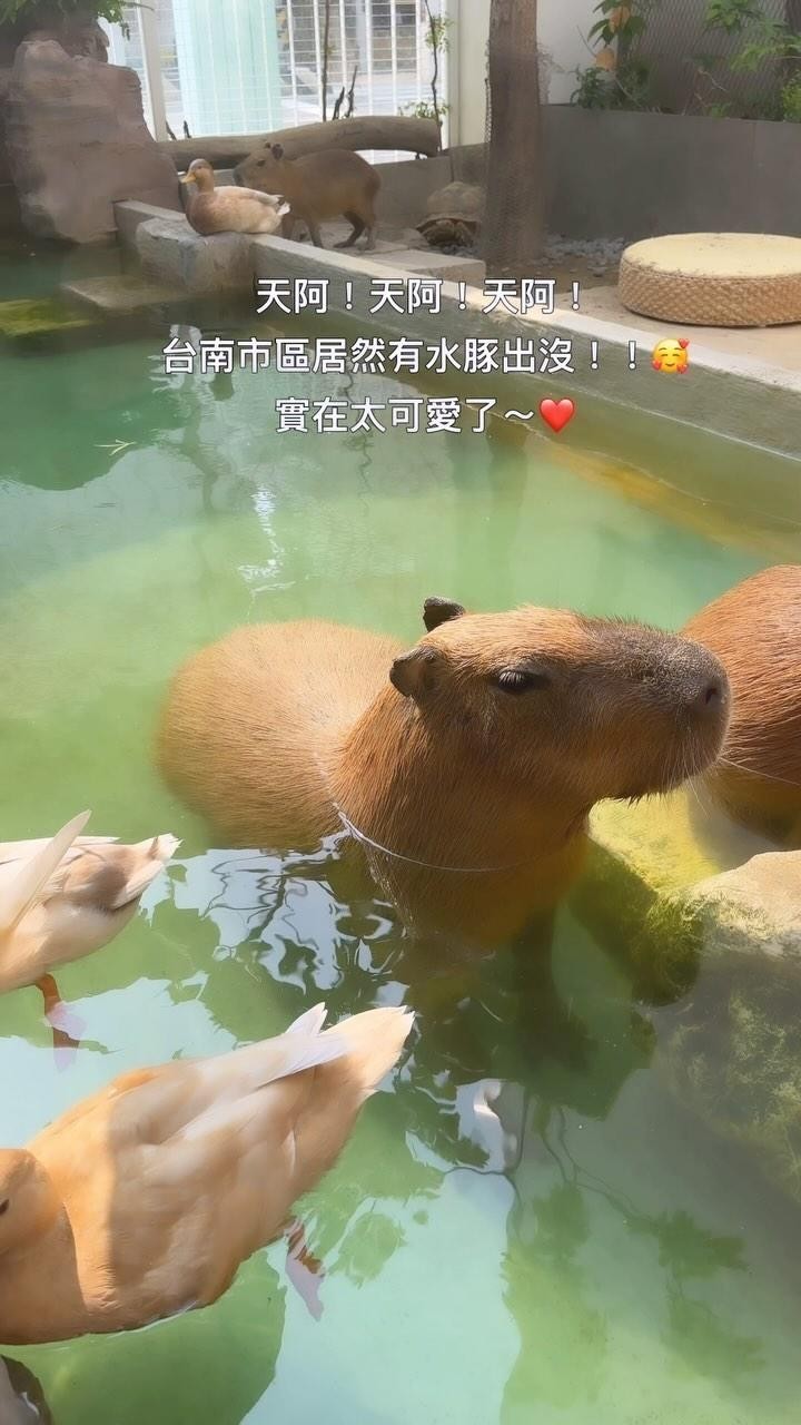 Capybara Themed Dessert Shop In Tainan
