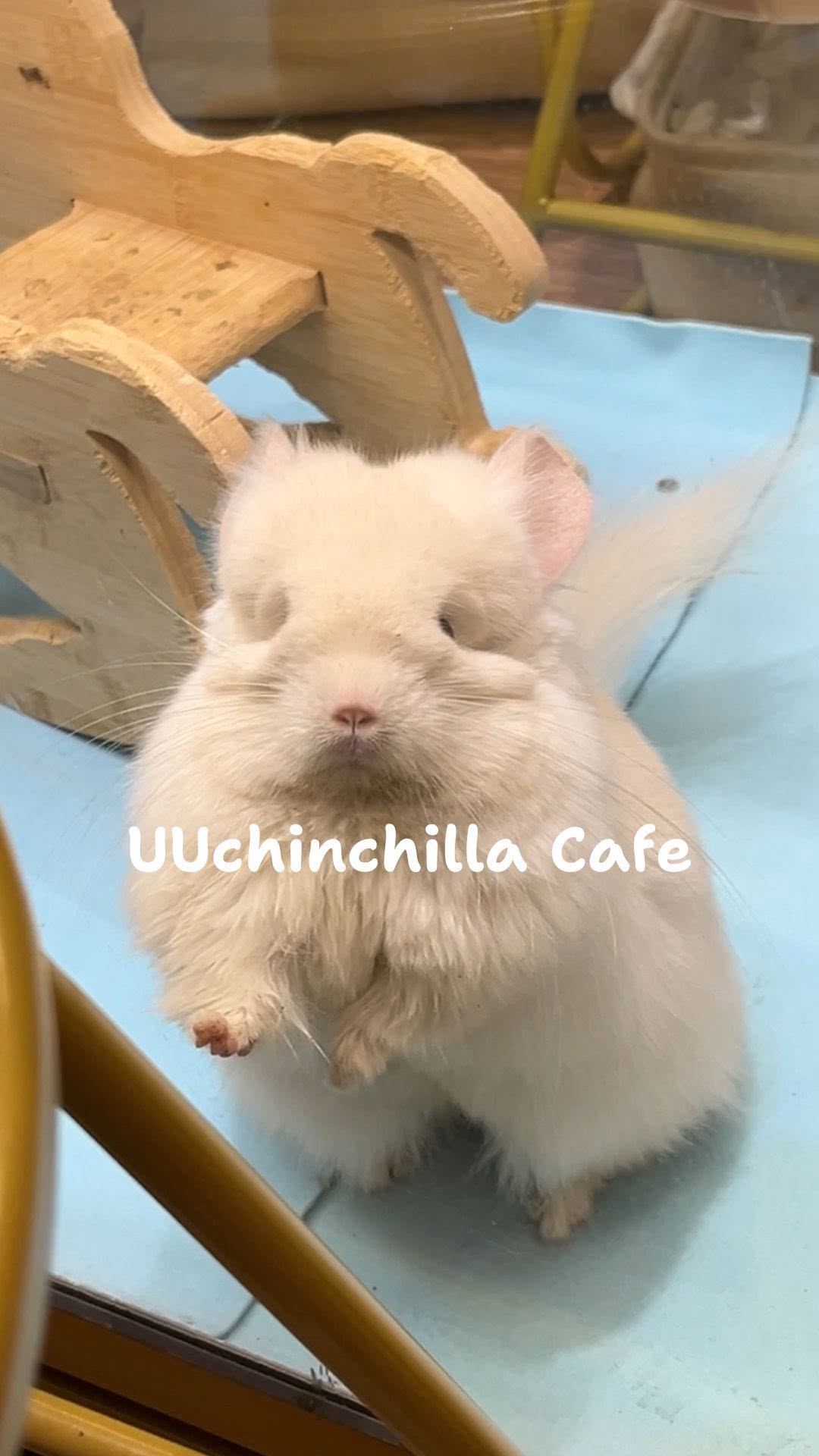 Taipei Cafe Features Chinchilla Encounters