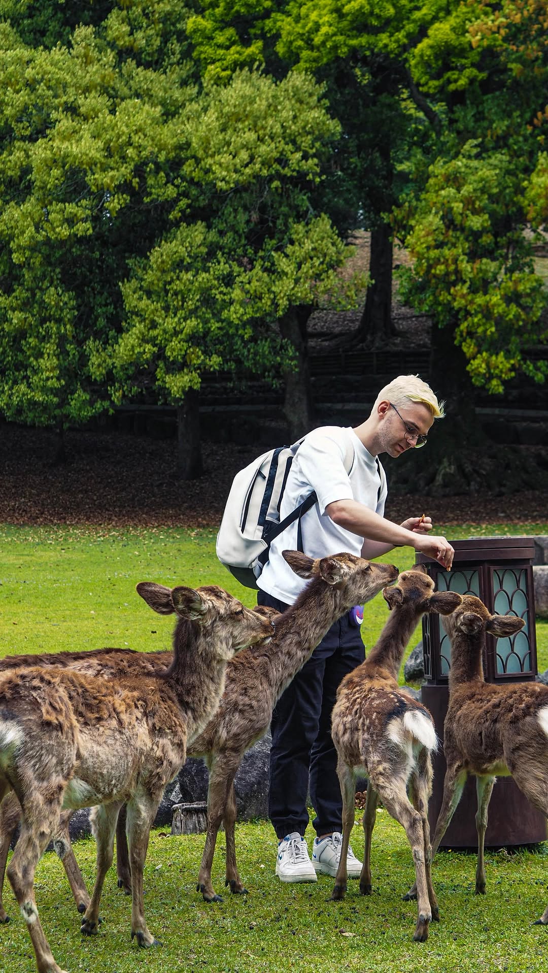 Explore Nara's Historic Sites and Local Gems