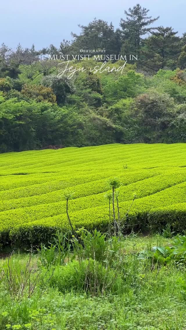 Osulloc Tea Museum: Jeju's Green Tea Haven