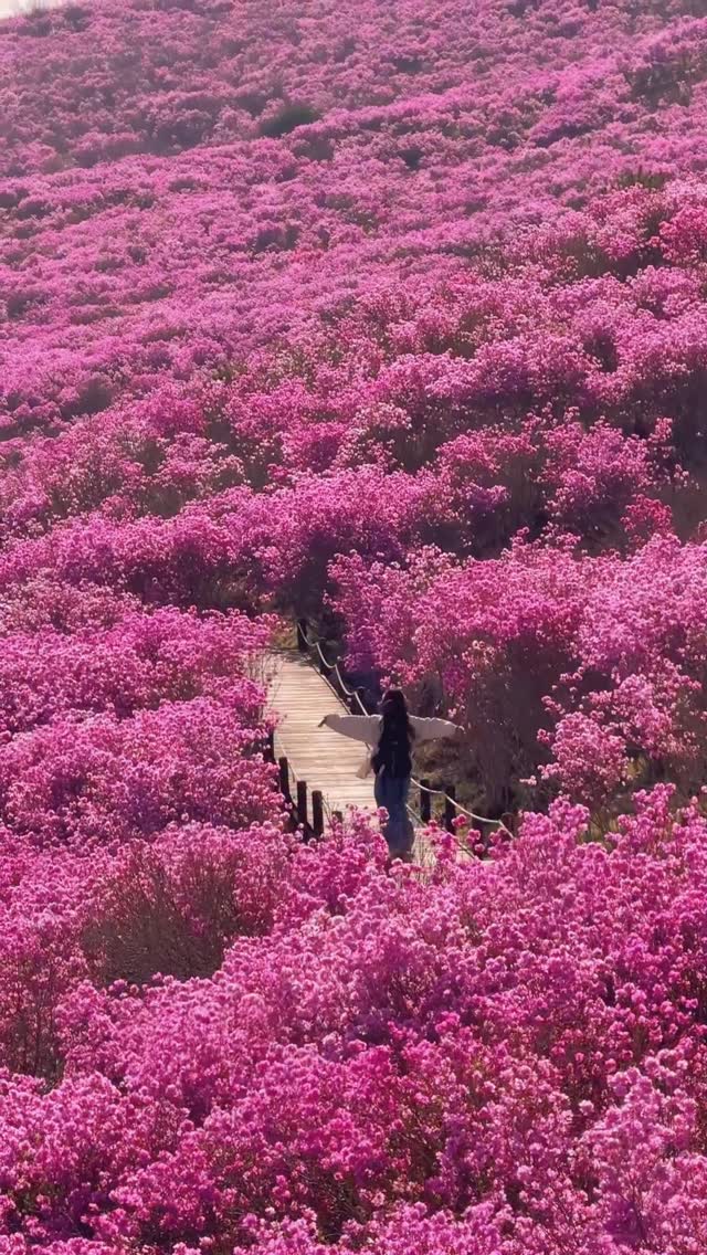 Biseulsan: A Spring Azalea Paradise