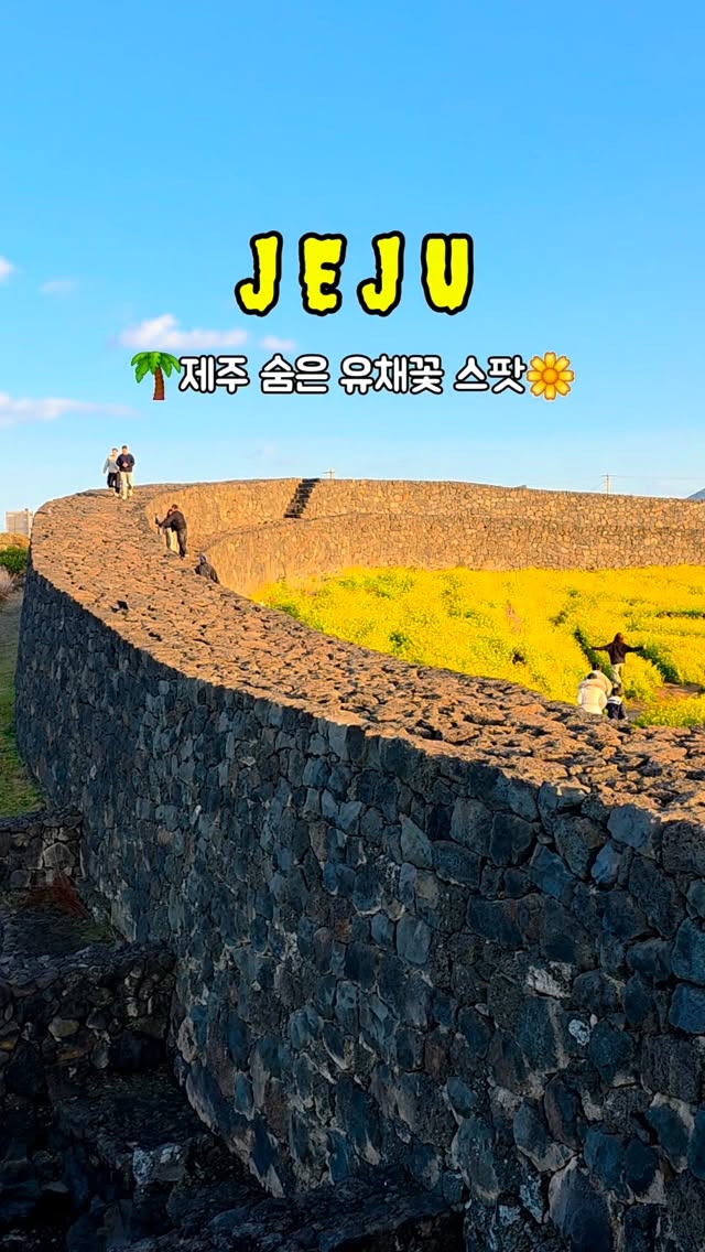 Jeju Fortress Site Blooms with Yellow Flowers