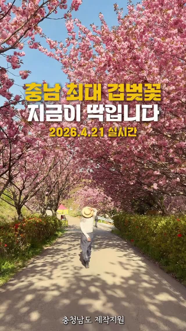 Seosan's Double Cherry Blossom Attractions