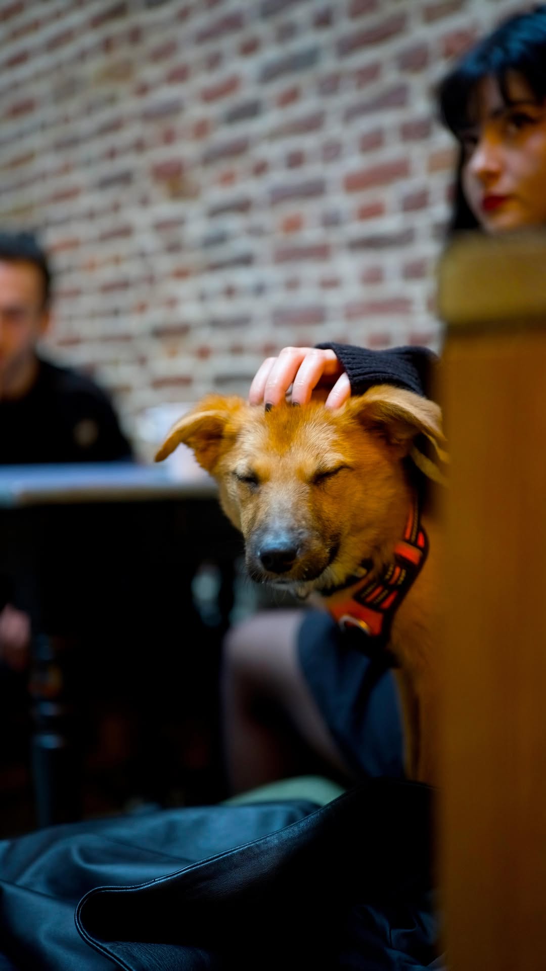Europe's First Dog Cafe Welcomes Visitors