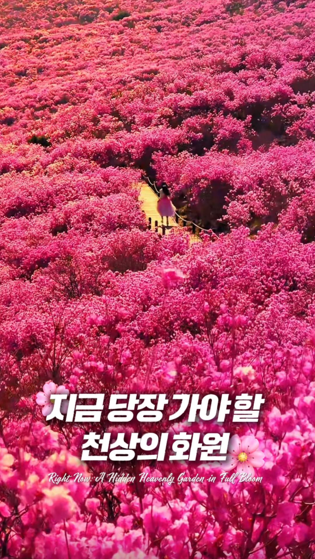 Biseulsan Azaleas Peak Blooming Near Dalseong County