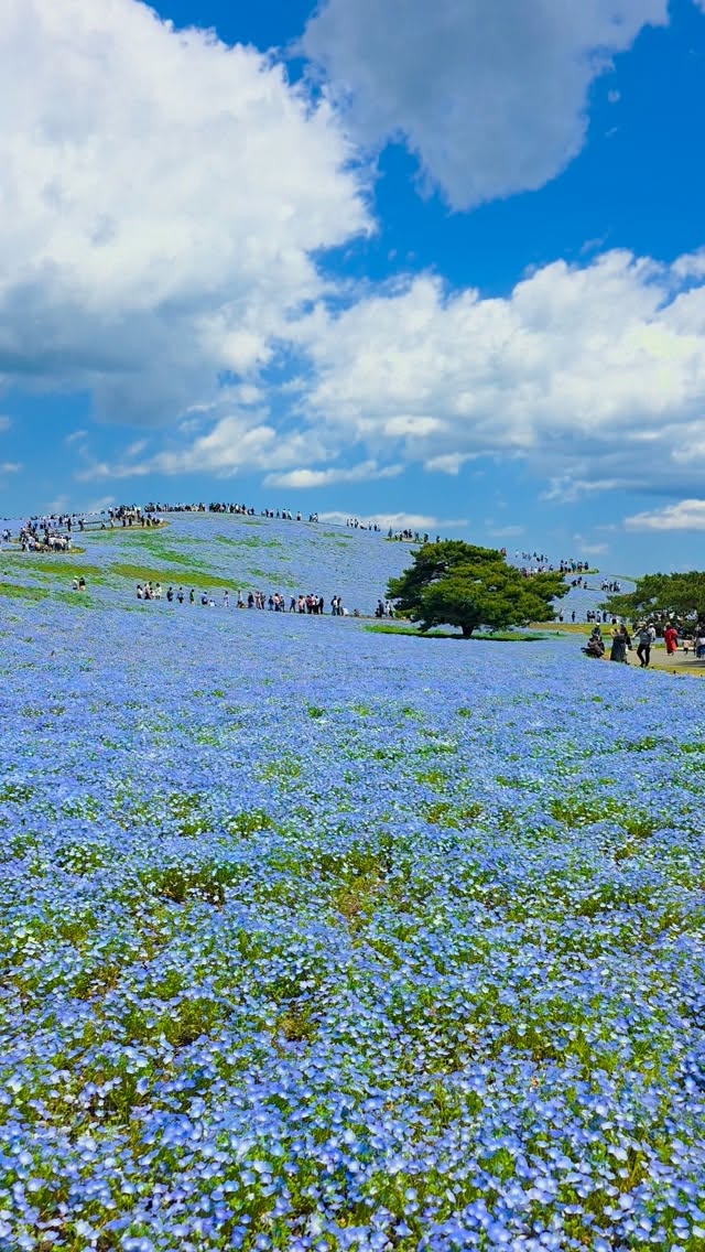 2 Parks in Hitachinaka