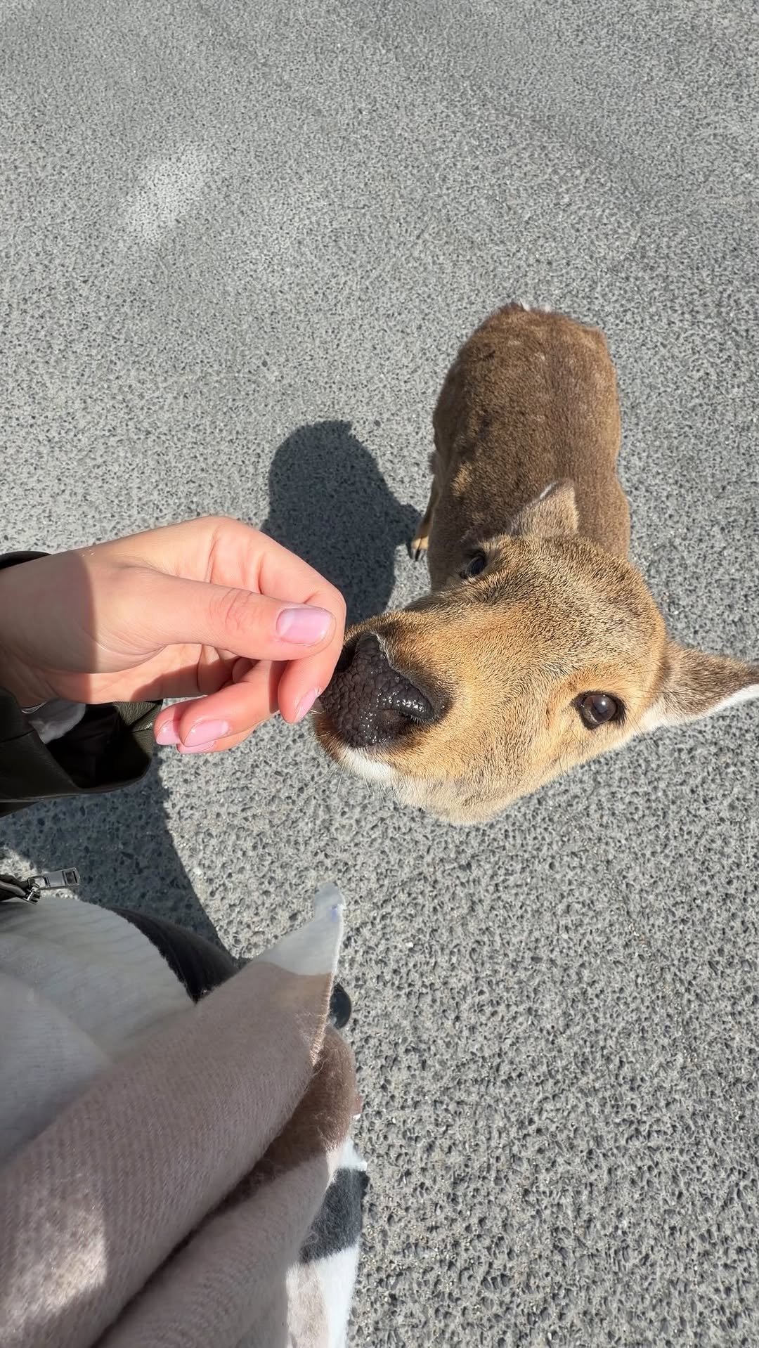 Nara Park And Kasuga Taisha Shrines