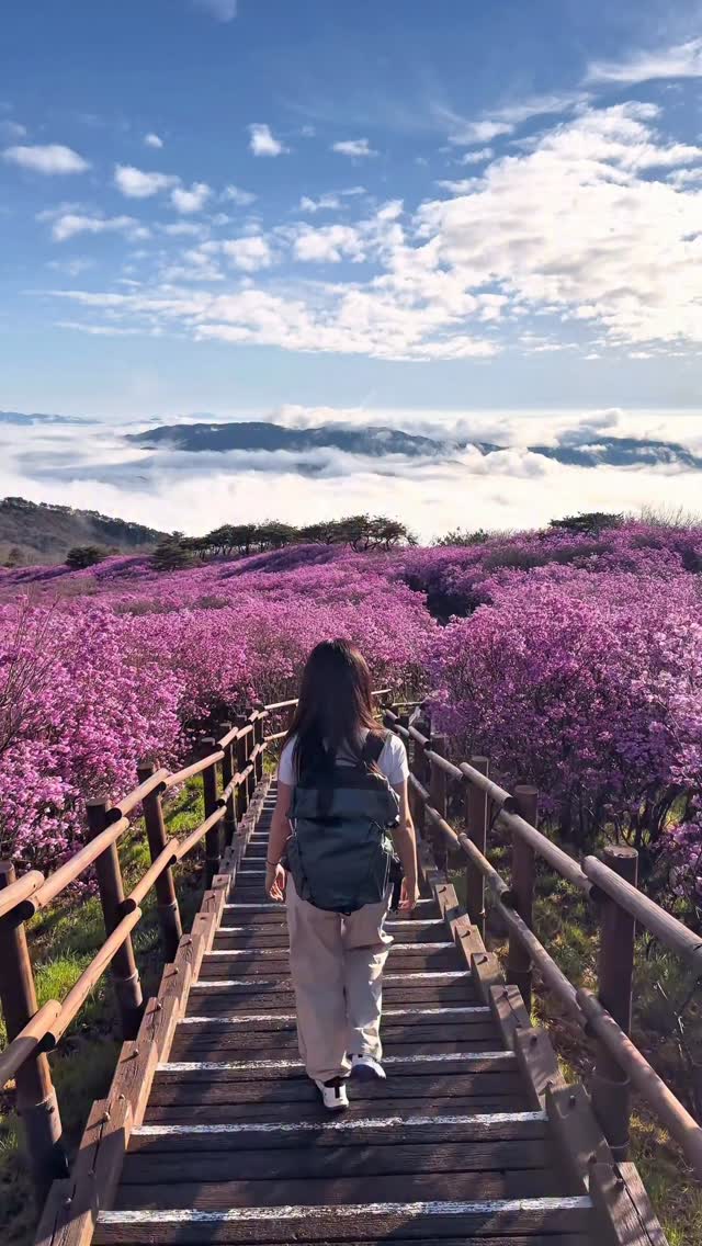Biseulsan's Peak Azalea Fields and Trails